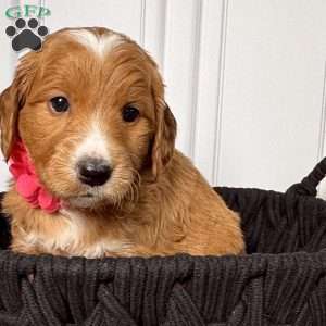 Cassie, Mini Goldendoodle Puppy